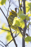 Prairie Warbler (Setophaga discolor), Fremont, NH