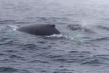 Humpback Whales (Megaptera novaeangliae)(Pinball and calf), out of Rye, NH