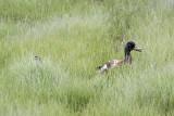 Mallard (Anas platyrhynchos) (eclipse plumage), Plum Island, Rowley, MA