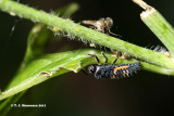 Seven-spot Ladybird <i>(Coccinella septumpunctata)</i>