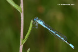 Common Blue Damselfly <i>(Enallagma cyathigerum)</i> 