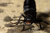 Devils coach-horse beetle <i>(Ocypus olens)</i>