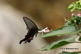 Spangle Papilio <i>(Papilio protenor)</i>