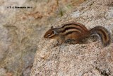 Siberian Chipmunk (Eutamias sibiricus)