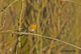 European Robin <i>(Erithacus rubecula)</i>