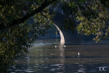 ducks on Vltava River