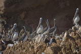 pelicans