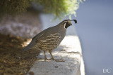 quail