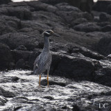 yellow-crowned night heron