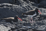 American oyster catchers