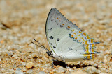 Polyura delphis concha (Jeweled Nawab)