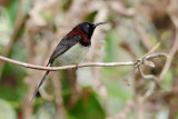 Aethopyga saturata (Black-throated Sunbird)