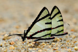 Graphium agetes iponus  (The Four Bar Swordtail)