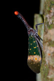 Pyrops pyrorhyncha