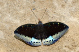 Lexias pardalis borneensis (Archduke) - male