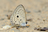 Acytolepis ripte