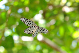 Idea stolli (Common Tree Nymph)