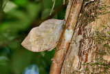 Kallima limborgii