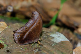 Coelites epiminthia epiminthia