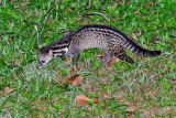 Civet cat