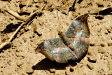 Euthalia anosia yapola