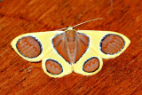 Plutodes sp. either P. argentilauta or P. malaysiana (Geometridae)