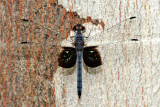 Tyriobapta torrida (male)