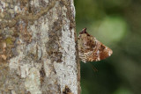 Prothoe franck uniformis (Blue Begum)
