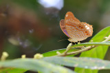 Terinos terpander robertsia (Royal Assyrian)