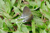 Zeltus amasa maximinianus (Fluffy Tit) - female