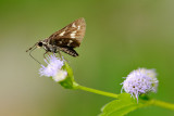 Taractrocera ardonia