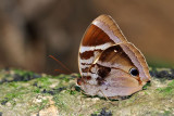 Thaumantis odana pishuna (Malayan Jungleglory)