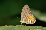 Erites elegans distincta