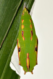 Pupa