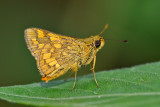 Potanthus omaha
