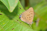 Arhopala aurea - female