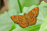 Pseudocoladenia dan dhyana (Fulvous Pied Flat)
