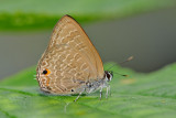 Anthene emolus goberus (Ciliate Blue)