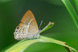 Simiskina pheretia pheretia (The Streaked Blue Brilliant)