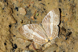 Cyrestis cocles earli -f. formosa