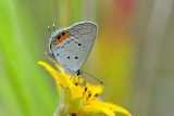 Everes lacturnus