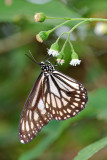 Danaus ismare alba