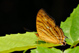 Cyrestis thyonneus celebensis