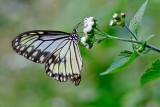 Ideopsis vitrea vitrea