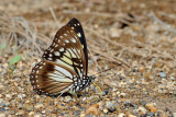 Hestinalis divona