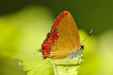 Heliophorus epicles tweediei (Purple Sapphire)