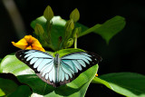 Pareronia valeria lutescens (The Wanderer)