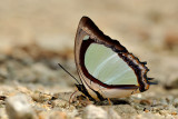 Polyura jalysus jalysus (The Indian Nawab)