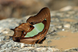 Polyura hebe chersonesus (The Southern Nawab)