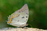 Polyura delphis concha (Jeweled Nawab)